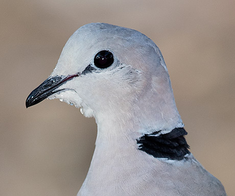 Cape Turtle Dove head